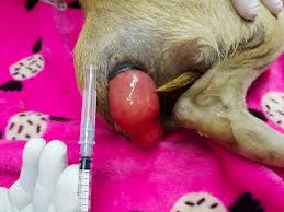 Image result for Rectal prolapse