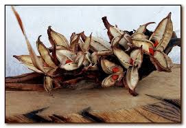 Bird Of Paradise Propagation From Seed Seed Capsules Of Strelitzia Nicolai Seed Capsule Seed Pods Art Seed Pods