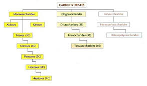 Carbohydrates Monosaccharides Disaccharides And