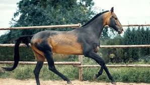 We've seen their strong.read more » 12 Most Beautiful Horse Breeds In The World Pictures Facts History