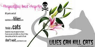 Maybe you would like to learn more about one of these? Vet 101 When Sniffs Can Kill Cat Wisdom 101 Everything Feline Since 2011