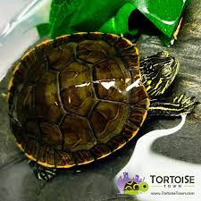 How to easily keep your turtles happy & healthy! Western Painted Turtle For Sale Online Baby Western Painted Turtle For Sale