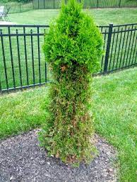 If deer eat only the tips of a. How To Prevent Deer From Eating My Arborvitae Natural Tree
