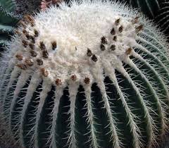 Golden barrel cactus is very easy to care for and can survive relatively dark conditions, however; Echinocactus Grusonii V Alba Golden Barrel Cactus White Spines Seeds