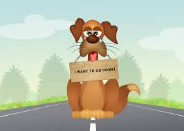 Help My Pet Is Missing How To Locate A Lost Pet New Mexican Kennels Albuquerque Nm