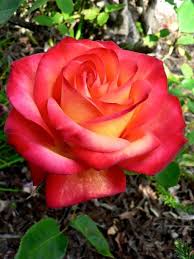 Pin by My Anh on 1. A. File General | Hybrid tea roses, Beautiful rose  flowers, Rose flower