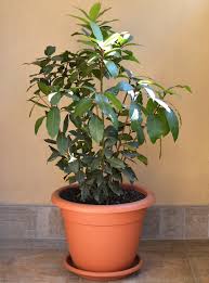 Image result for bay leaf bush foto