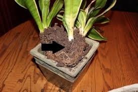 Luckily, the original snake plant nursery pot fits perfectly inside of the basket container. Snake Plant Dividing Sm Down 2 Earth Down 2 Earth