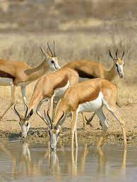 South Africa Springboks South African Animals African Animals Africa Wildlife