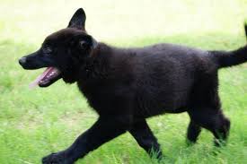 Hide this posting restore restore this posting. Pin On Puppies For Sale