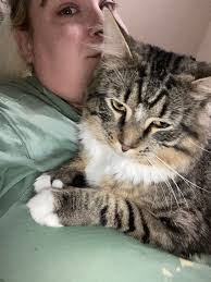 How to get help for an injured kitten in Berea, Kentucky?