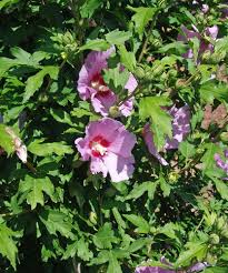 Image result for Hibiscus rhabdotospermus