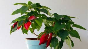 Welche verschiedenen sorten gibt es? Weihnachtsstern Mit Dieser Pflege Bleibt Er Schon Ndr De Ratgeber Garten Zimmerpflanzen