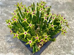 Image result for Eulophia flavopurpurea