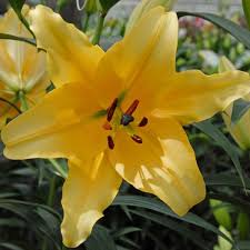 Lilium Corcovado Lilien Pflanzen Blumen Pflanzen