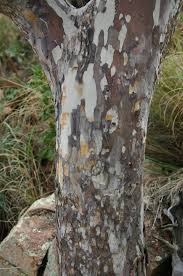 Image result for Ochna barbosae