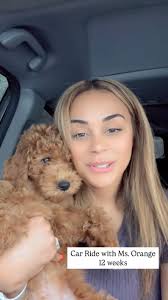 I can't believe she's still available 🥹 Ms. Green is such a sweetheart.  She's still looking for her family! #minigoldendoodle #goldendoodle  #minigoldendoodlepuppy #goldendoodlebreeder #fyp #reel