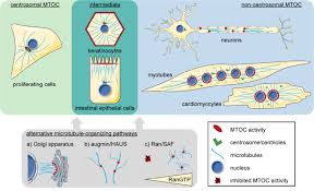 Plant vs animal cells review. Examples Of Microtubule Organization In Animal Cells Depictions Are Download Scientific Diagram