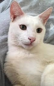 How to find a lost cat in Sylvania and Dongola area?