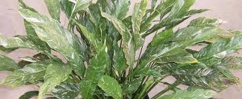 Over 777 spathiphyllum pictures to choose from, with no signup needed. Spathiphyllum Species Peace Lily Variegated Peace Lily Spathiphyllum Domino