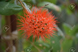 Image result for Combretum constrictum