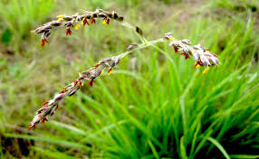 Image result for Alloteropsis semialata