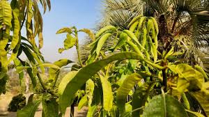 Maybe you would like to learn more about one of these? Gary S Mango Tree In Winters Ca Youtube