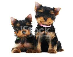Iki Yorkshire Terrier 3 Aylik Yavru Kopek Stok Fotograflari Freeimages Com