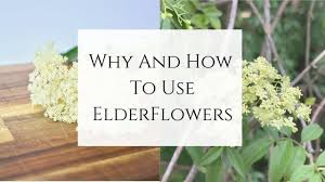 We did not find results for: Why And How To Use Elderflowers Youtube