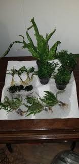 My First Online Plant Order Has Arrived I M Exceptionally Impressed With Both Quality And Size I Previously Asked About Online Suppliers This Is The Aquarium Plants Factory Order I Got A Total