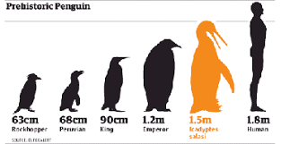 Penguin species from antarctica to the falklands. The Evolution Of A Penguin Science Leadership Academy Center City