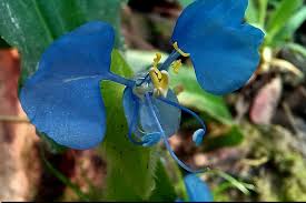 Image result for Vahlia digyna