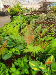 Image result for Blechnum tabulare