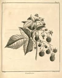 Img Dessins Gravures Arbres Fruitiers Et Fruits Framboisier Framboise Jpg Dessin Gravure Arbre Fruitier