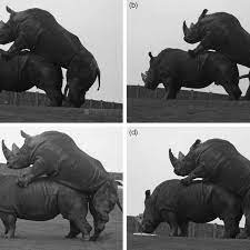 Rhinoceros mating sequence showing (a) the male mounting with penis... |  Download Scientific Diagram