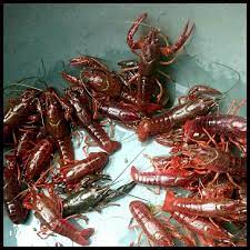 Lobster air tawar atau cherax quadricarinatus adalah salah satu genus yang masuk ke dalam kelompok udang air tawar (crustacea). Unit Paling Laku Lobster Merah Red Claw Air Tawar Uk 3 Inci Buntut Shopee Indonesia