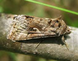 Image result for Autographa macrogamma