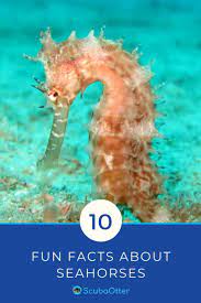 Pin On Scuba Diving Around The World