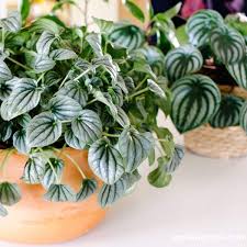 Image result for Peperomia molleri
