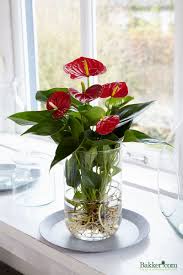 Anthurium Op Water De Nieuwste Bakker Com Trend Hydroponie Plantendecor Bloemplanten Planten