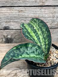 Image result for Sansevieria
