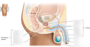 • during this procedure, part of the ductus deferens is ligated and/or excised through an incision in the superior part of the scrotum. Internal Organs Of The Male Reproductive System Diagram Quizlet