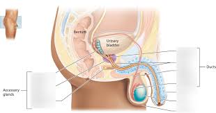 2 ovaries — female hormones (oestrogen and progesterone) are produced in the ovaries, and eggs are stored here to mature and be released in ovulation. Internal Organs Of The Male Reproductive System Diagram Quizlet