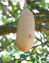The tree's fruits are its most flamboyant feature. Sausage Tree Kigelia Pinnata An Ethnobotanical And Scientific Review American Botanical Council