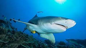 Will A Shark Drown If It Stops Moving Howstuffworks