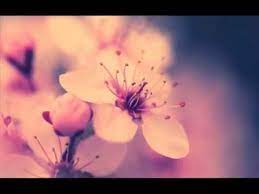 Forever Young By Carol Parks Lyrics And Sub Cherry Blossom Wallpaper Flowers Nature Sakura Flower