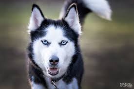 Tierisch gute Bilder