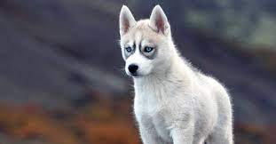 Cei mai destepti copii din lume. Cei Mai InteligenÈ›i Caini Top 79 Rase Caini Analizate De Psihologi