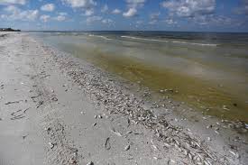 Charlie Crist 10 Million More To Fight Red Tide In Florida