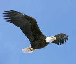 May 14, 2021 · jumlah bulu burung garuda. Mengungkap Fakta Dan Legenda Burung Rajawali Di Indonesia